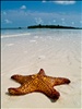 Caribbean starfish